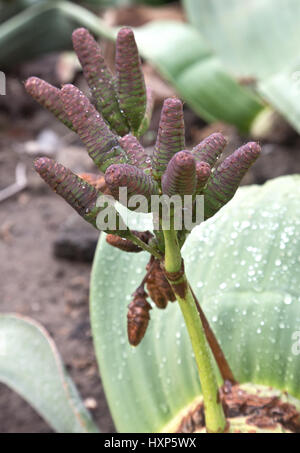 Welwitschia Mirabilis weiblichen Zapfen Stockfoto