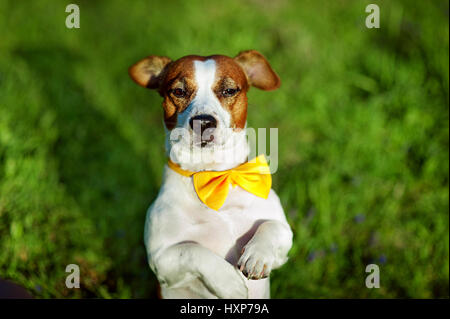 Jack Russell Terrier Hund mit gelben Fliege sitzt auf einer Wiese Stockfoto