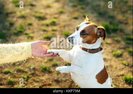 Freundschaft zwischen Mensch und Hund - Hand und Pfote schütteln. Jack Russell Terrier Hund Stockfoto