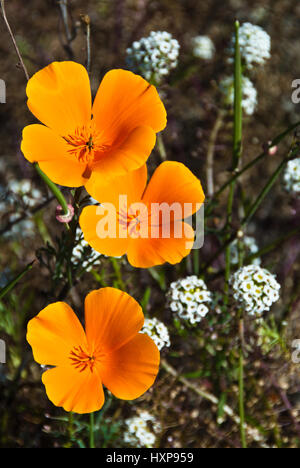 California wilflowers Stockfoto