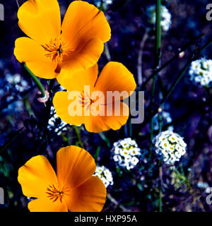 California wilflowers Stockfoto