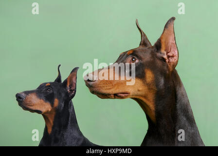 Doberman Pinscher Stockfoto