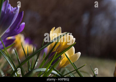 Crocus Blumenbeet Closeup im Frühling Sonnenschein Stockfoto