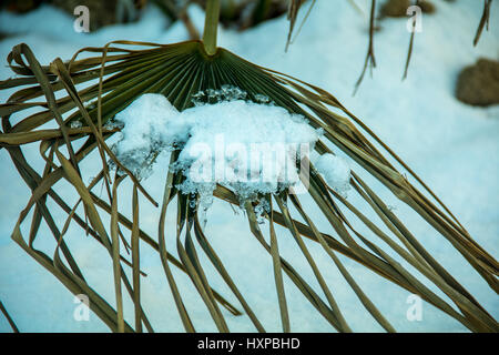 Der Frühling ist vor der Tür. Schnee auf Blatt Schmelzen von Tag zu Tag. Nahaufnahme Schuss Stockfoto
