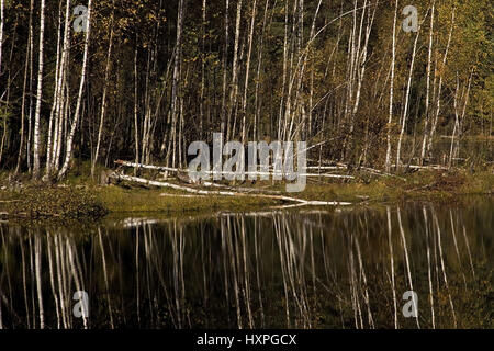 Birkenwald spiegelt sich in der Moorsee ein Baum von der Biber gefallen war. Masuren Polen, Birkenwald Spiegelt Sich Im Moorsee, Ein Baum Wurde Vom Bib Stockfoto