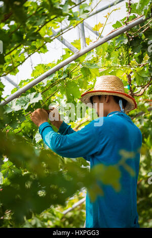 Rebe beschneiden im Weinberg in der Nähe von Battambang, Kambodscha, Asien. Stockfoto