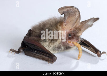 Brauner Hase, Langohrfledermäuse Auritus Braunes Langohr Stockfoto