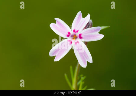 Teppich-Phlox, Phlox Subulata, Bestellung Heidekraut-ähnliche (Ericales), Familie Kraut Pflanzen (Polemoniaceae) sperren, geben Sie Phloxe (Phlox), Teppich-Phlox, Phlox Sub Stockfoto