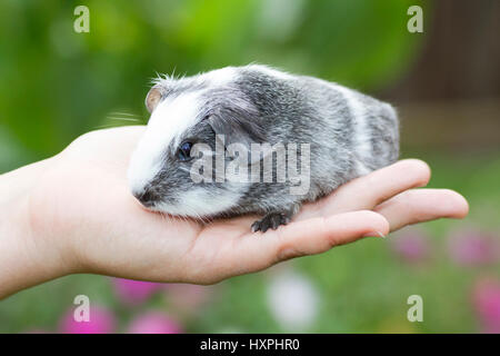 Meerschweinchen Rennen glattes Haarfarbe blow respektable Silber Agouti-Megpie, Meerschweinchen Rasse Glatthaar Farbschlag Solid-Silber Agouti-Megpie Stockfoto