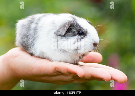 Meerschweinchen Rennen glattes Haarfarbe blow respektable Silber Agouti-Megpie, Meerschweinchen Rasse Glatthaar Farbschlag Solid-Silber Agouti-Megpie Stockfoto