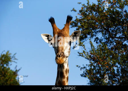 Giraffe (Giraffa Plancius), Krüger Nationalpark, Südafrika Stockfoto