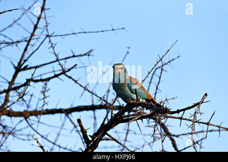 Blauracke (Coracias Garrulus), thront auf einem Ast, Krüger Nationalpark, Südafrika Stockfoto