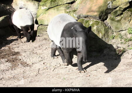 Weibliche asiatische oder malaiische Tapir (Tapirus Indicus) mit ihrem heranwachsenden Jungen. Gebürtig aus Birma nach Sumatra Stockfoto