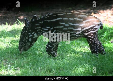 Neugeborenen Schabrackentapir Youngster (Tapirus Indicus) Weiden. Eingeborener von Birma nach indonesischen Sumatra Stockfoto