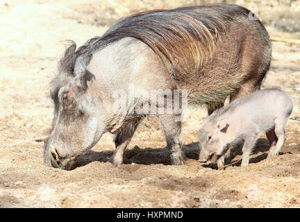 Mutter Afrika Warzenschwein (Phacochoerus Africanus) mit Baby Ferkel. Stockfoto
