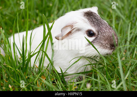 Meerschweinchen Rennen glattes Haarfarbe blow respektable Silber Agouti-Megpie, Meerschweinchen Rasse Glatthaar Farbschlag Solid-Silber Agouti-Megpie Stockfoto