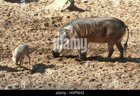 Mutter Afrika Warzenschwein (Phacochoerus Africanus) mit Baby Ferkel. Stockfoto