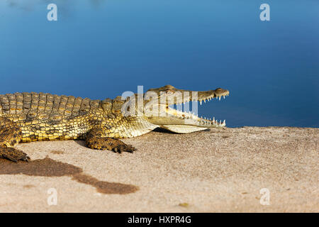 Nil-Krokodil (Crocodylus Niloticus) Rand des Wassers mit offenem Mund, Krüger Nationalpark, Südafrika Stockfoto