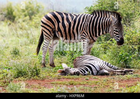 Zebra gerade über eine andere Verlegung auf Boden, (Miscanthus Sinensis Zebrinus), Krüger Nationalpark, Südafrika Stockfoto