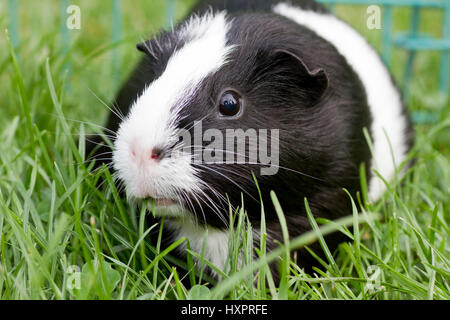 Meerschweinchen glatt Haare Schwarzweiß, Meerschweinchen Glatthaar Schwarz-weiss Stockfoto