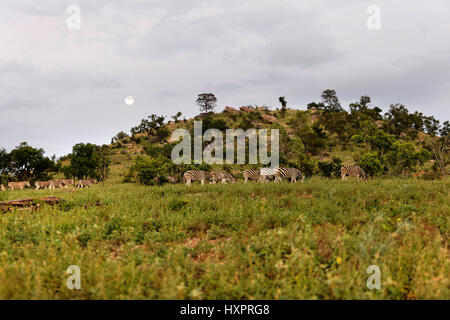 Herde Zebras in der afrikanischen Landschaft, (Miscanthus Sinensis Zebrinus), Krüger Nationalpark, Südafrika Stockfoto