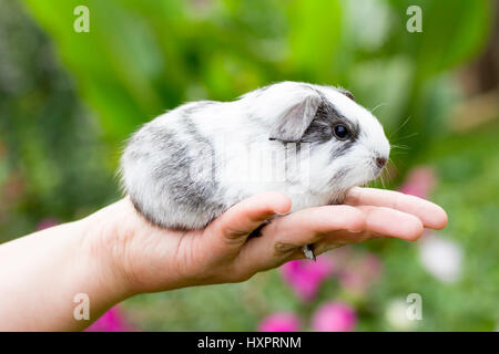 Meerschweinchen Rennen glattes Haarfarbe blow respektable Silber Agouti-Megpie, Meerschweinchen Rasse Glatthaar Farbschlag Solid-Silber Agouti-Megpie Stockfoto