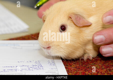 Meerschweinchen Rennen glattes Haar, Farbe Creme-farbig, Meerschweinchen Rasse Glatthaar, Farbe cremefarbig Stockfoto