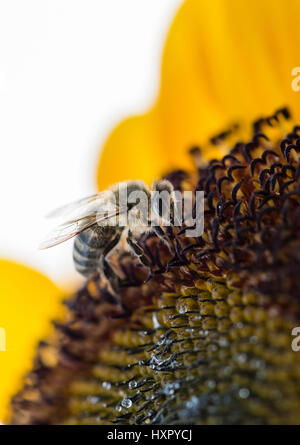 Extreme Nahaufnahme von Biene / Honigbiene (Apis Mellifera) Insekten sammeln Pollen einer Sonnenblume Stockfoto