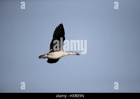 Knopf-billed Ente Sarkidiornis Melanotos, einzelne Vogel im Flug, Gambia, Februar 2016 Stockfoto