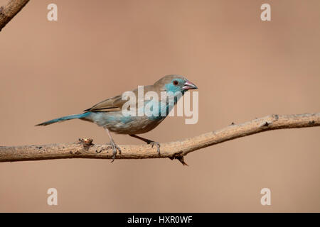 Rotes-cheeked Cordon-Bleu, Uraeginthus Bengalus, einziger Vogel auf Zweig, Gambia, Februar 2016 Stockfoto