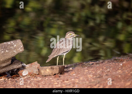 Senegal Thick-knee, Burhinus Senegalensis, einziger Vogel am Boden, Gambia, Februar 2016 Stockfoto