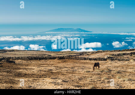 Ein Maultier Beweidung ein extrem trockenes Feld auf der Meseta de Nisdafe, El Hierro, Kanarische Inseln, mit der Insel La Palma im fernen Hintergrund Stockfoto