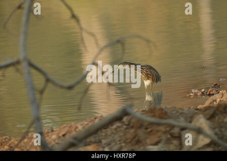 Indischen Teich Reiher Ardeola Grayii Grayii, in der Natur-Sumpf-Lebensraum Stockfoto