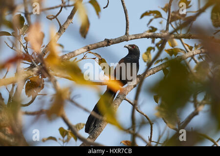 Mehr erholsam oder Krähe Fasan (Centropus Sinensis) oder schwarz/lila & orange Vogel mit roten Augen. Stockfoto