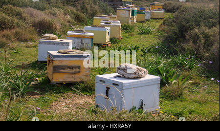 Gruppe von Honig Bienenstöcke auf dem Lande Stockfoto