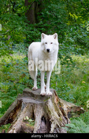 Tundra Wolf, Canis Lupus Albus, durch Veröffentlichung prahlen: Spiel Parken alte Fasanerie Klein-Auheim, Tundrawolf, Canis Lupus Albus, Bei Veröffentlichung Angeben: Stockfoto