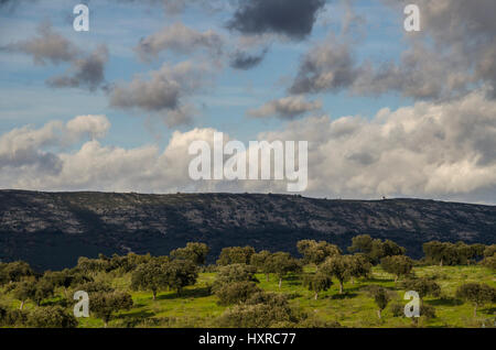 Dehesa Landschaft, Cáceres, Extremadura, Spanien, Europa Stockfoto