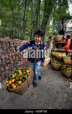 Yangshuo, Guangxi, China - 29. März 2010: Chinesische junge Mann Bauernhof Arbeiter tragen zwei Körbe voll von frisch geernteten Ernte von Reifen Zitrusfrüchten oder Stockfoto