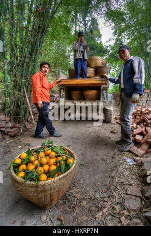 Yangshuo, Guangxi, China - 29. März 2010: Landarbeiter einen Korb mit Ernte reif frisch gepflückten Orangen aus einem alten LKW entladen. Frühling in der sout Stockfoto