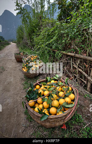 Yangshuo, Guangxi, China - 29. März 2010: Weidenkorb gefüllt mit frisch geernteten Ernte frische reife Orangen Zitrusfrüchte, stehen am Straßenrand Stockfoto