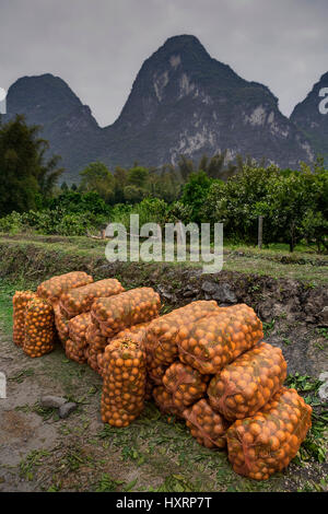 Yangshuo, Guangxi, China - 29. März 2010: Orangen-Plantagen im Hochland des ländlichen China geerntet Säcke mit frisch Ernte von Zitrusfrüchten liegen auf Stockfoto