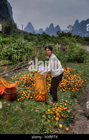 Yangshuo, Guangxi, China - 29. März 2010: Ackerland in ländlichen Gebieten orange Garten in bergigem Gelände, auf dem Bauernhof in der Nähe von Guilin und Yangshuo Stadt, Frau weit Stockfoto