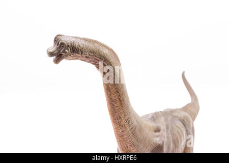 Kopf und Hals in der Nähe des braunen Brachiosaurus Altithorax aus dem späten Jura Ganzkörper weißen Hintergrund Stockfoto