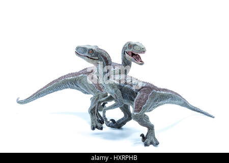 Zwei große Velociraptor Dinosaurier Spielzeug kreuzen isoliert auf weißem Hintergrund - Seitenansicht Stockfoto