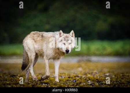 Ein einsamer Küsten Grauwolf entlang Geographic Hafen im Katmai National Park in der Nähe von King Salmon, Alaska Stockfoto