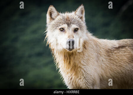 Ein einsamer Küsten Grauwolf entlang Geographic Hafen im Katmai National Park in der Nähe von King Salmon, Alaska Stockfoto