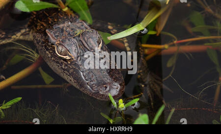 Nahaufnahme von Baby / juvenile Alligator in Louisiana Swamp entlang Pintail Wildnis-Antrieb im Cameron Prairie National Wildlife Refuge in Louisiana Stockfoto