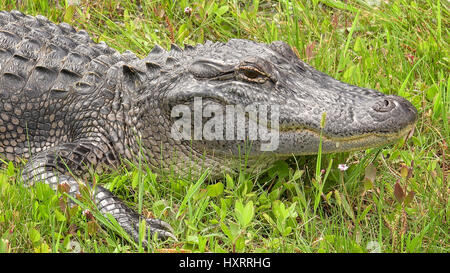 Amerikanischer Alligator entlang Pintail Wildnis-Antrieb im Cameron Prairie National Wildlife Refuge in Louisiana Stockfoto