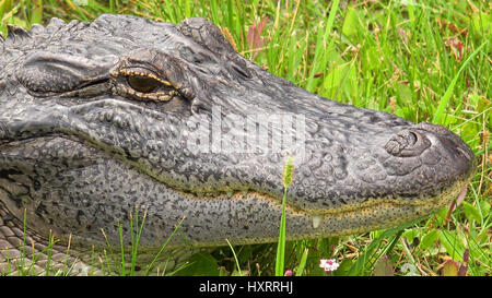 Nahaufnahme eines wilden amerikanischen Alligator-Kopf und Gesicht entlang Pintail Wildnis-Antrieb im Cameron Prairie National Wildlife Refuge in Louisiana Stockfoto