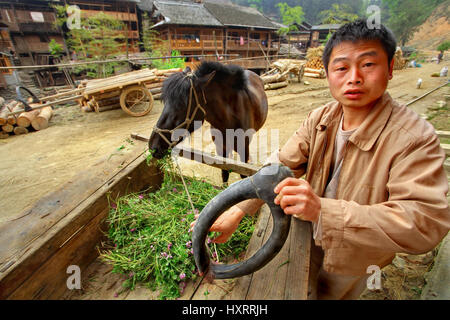 Zengchong Dorf, Guizhou, China - 12. April 2010: ländliche chinesische Bauer hält Pferde Kummet, seinem Pferd frisst einen Arm voll frischer Klee, liegend Stockfoto